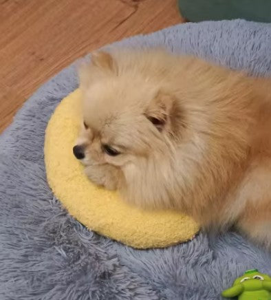 Pomeranian dog lying on U-shaped dog pillow bed with soft, supportive cushion for small dogs - Customer review photo