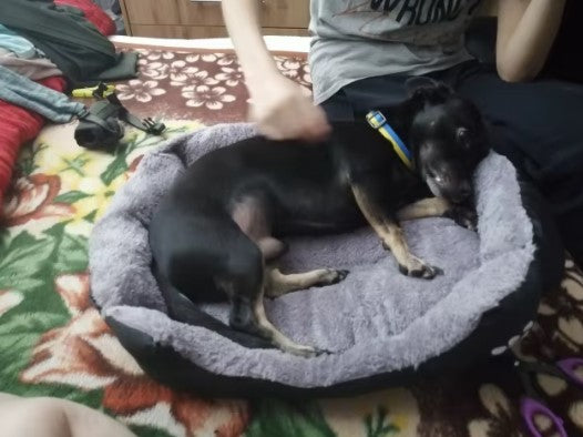 Black dog resting in cozy dog bed while owner gently pets it for comfort and bonding - Customer review photo