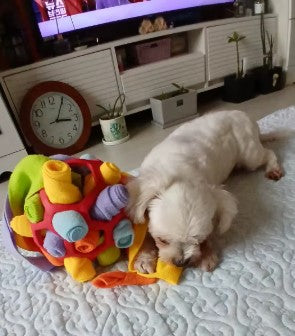 White dog sniffing a treat-dispensing toy ball, designed to hold dog treats for interactive play and mental stimulation - Customer review photo