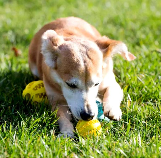 Dog playing with a treat-dispensing toy ball on the grasslands, designed to hold dog food for interactive play and mental stimulation