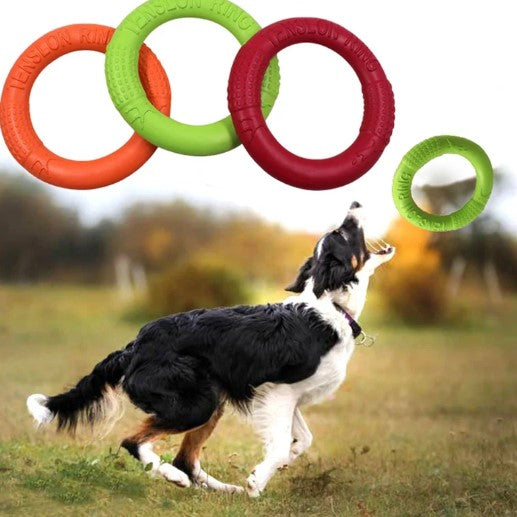 Dog catching a flying ring thrown in the air, showing action and playfulness