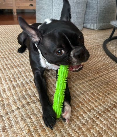 Black dog biting one end of green dental chew toy for oral health - Customer review photo