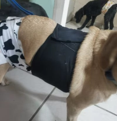 Brown dog wearing black male dog diaper, comfortable and secure fit - Customer review photo