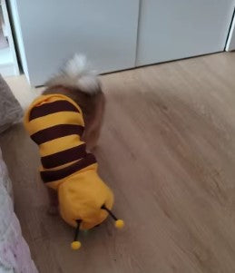 Brown dog wearing a bee costume, sniffing the ground, perfect for Halloween or playful pet photos - Customer review photo