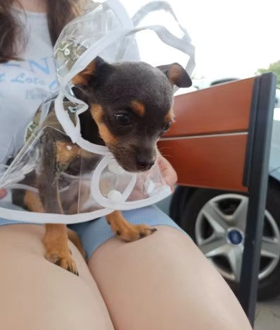 Black small dog wearing a transparent raincoat, standing on a woman's legs, perfect for rainy days and stylish pet protection - Customer review photo