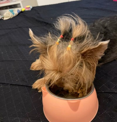 A puppy eating with pink elevated stainless steel dog bowl with stand - Customer review photo