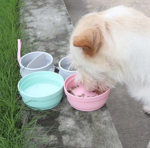 White dog using a portable dog feeder and water dispenser set outdoors during walk