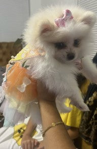 Small white dog wearing a colorful skirt - Customer review photo