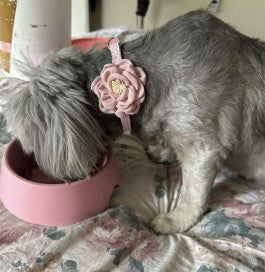 Small dog wearing a flower-decorated collar while eating - Customer review photo