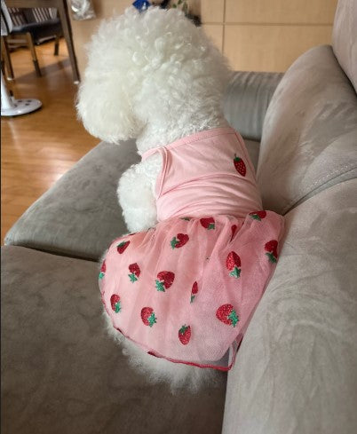 White dog wearing a pink strawberry-printed skirt sitting on the sofa - Customer review photo