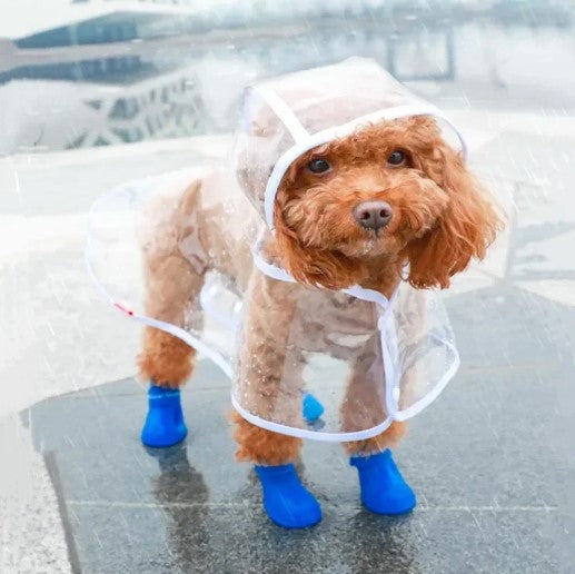 Small dog wearing a transparent raincoat with for rainshoes standing in the rain
