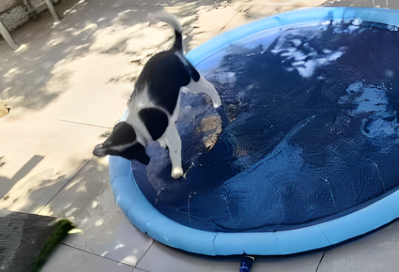 Dog playing with water on a blue round dog cooling mat - Customer review photo