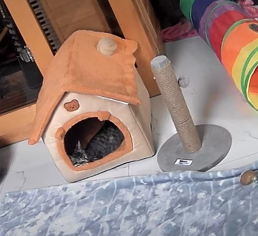 Cat lounging comfortably inside an orange-top cat house - Customer review photo