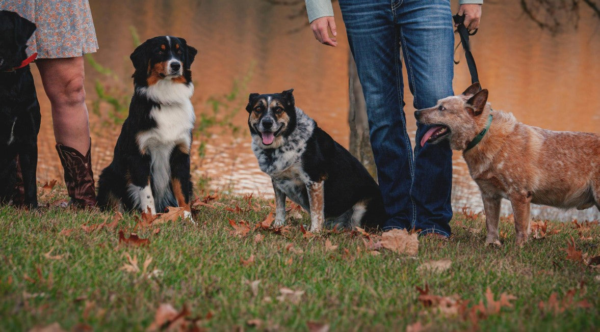 Dog walking through autumn leaves – cozy autumn accessories for pets