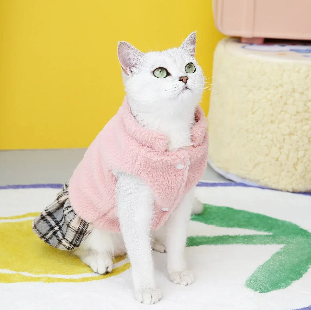 Cat sitting on the ground wear with stylish warm sweater