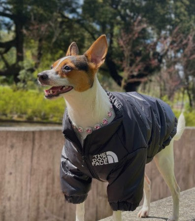 A large dog wearing a cozy pet down jacket, providing warmth and comfort during cold weather - Customer review photo