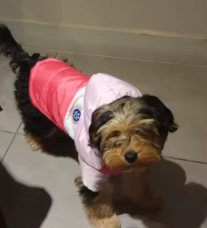 A dog wearing a pink down jacket, looking directly at the camera with an adorable expression - Customer review photo