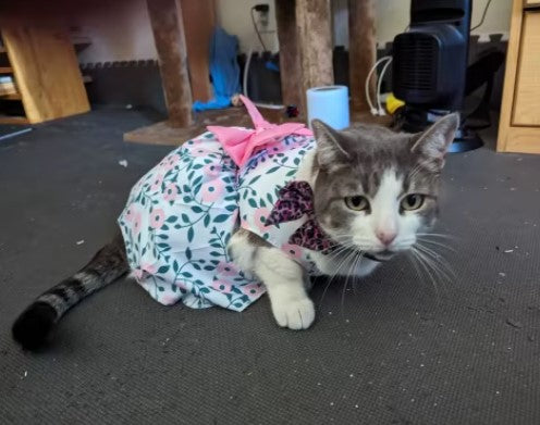 Cat crawling on the ground wearing a floral dress with a bow on the back - Customer review photo