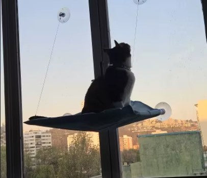 Cat sitting on a suction cup cat bed, watching outside through the window - Customer review photo
