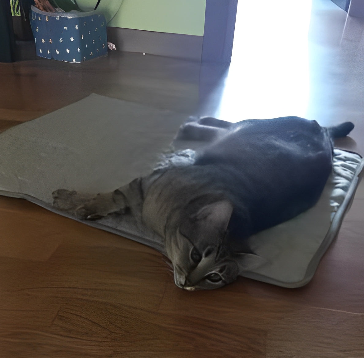 Cat lounging comfortably on a soft pet mat, perfect for relaxing - Customer review photo