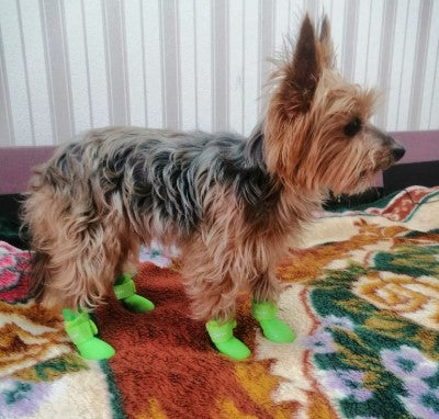 Dog wearing four green rain boots - Customer review photo