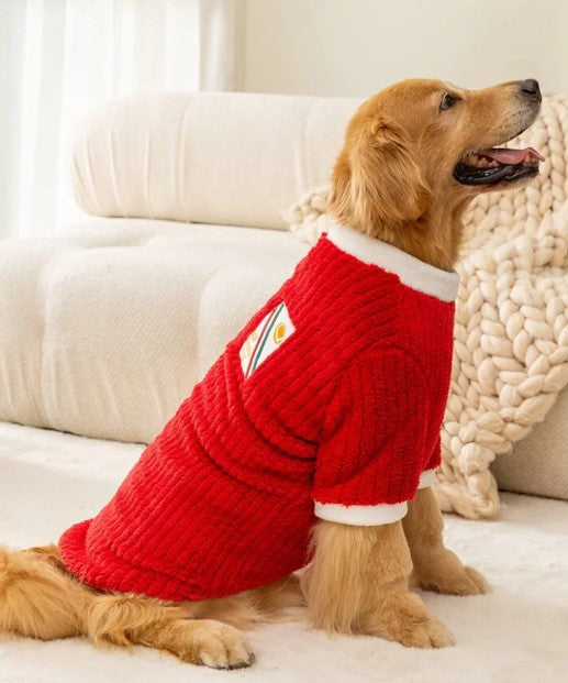 Golden Retriever sitting and wearing a red dog sweater, with its mouth open