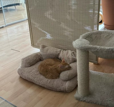 Cat comfortably resting on a cozy pet sofa, ideal for relaxation - Customer review photo