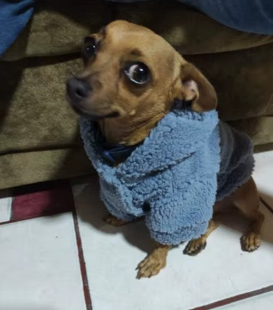 Dog wearing a pet sweater looking at the camera - Customer review photo