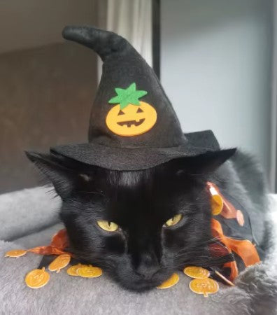 Cat wearing black wizard Halloween hat cosplay lying down - Customer review photo