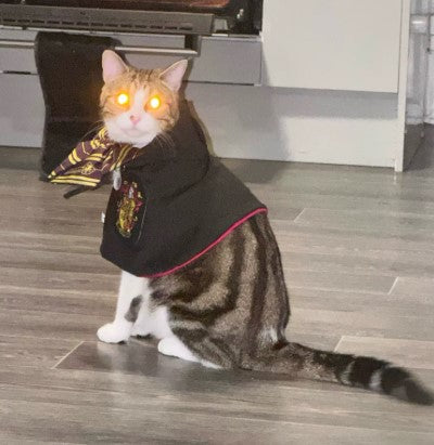 Cat wearing a magic cloak cosplay, looking directly at the camera with a playful expression - Customer review photo