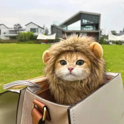 Cat wearing lion mane cosplay headpiece sitting inside a pet carrier backpack