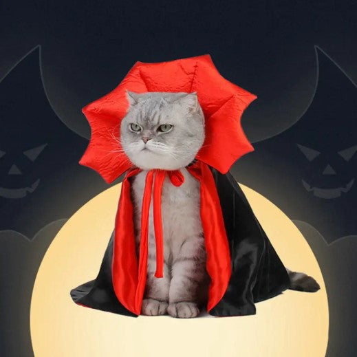 A cat wear a vampire Halloween costume with black and red