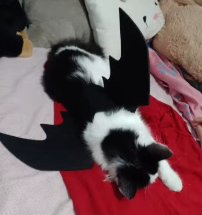 Cat in bat costume with black wings, Halloween cosplay outfit for pets, viewed from above - Customer review photo