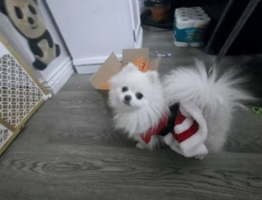 Small white dog wearing a red Christmas sweater for warmth - Customer review photo