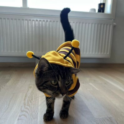 Cat wearing bee costume cosplay standing on the ground - Customer review photo