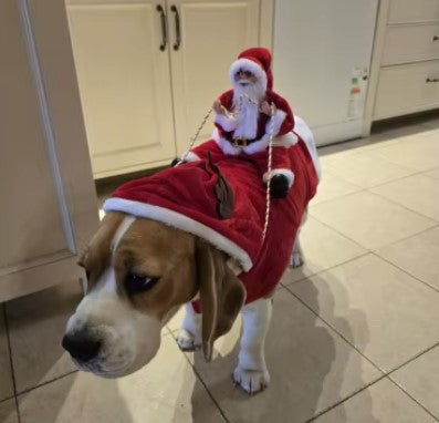 Dog wearing a red Christmas sweater with a Santa Claus decoration on its back, resembling Santa riding the dog - Customer review photo