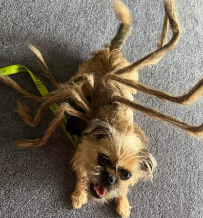 Dog wearing a spider costume with eight legs for Halloween cosplay - Customer review photo