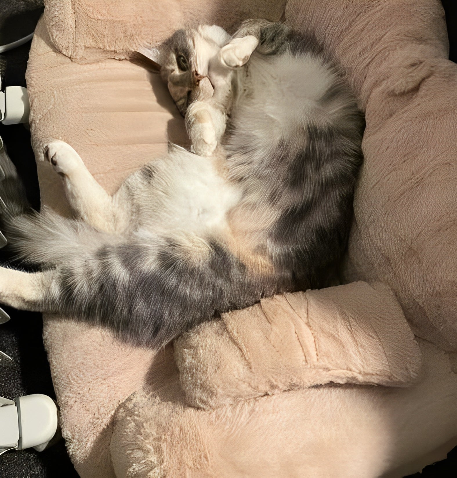 Soft Khaki Cat Sofa with Relaxed Cat Lying on Belly – Cozy Pet Furniture for Cats to Rest and Lounge in Style - Customer review photo