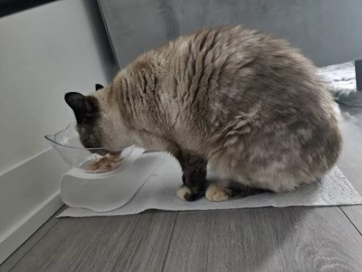 Cat eating from a plastic double bowl with a raised stand, designed for comfortable feeding - Customer review photo