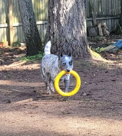 Dog running back with an outdoor flying disc in its mouth, ready for a fun game - Customer review photo