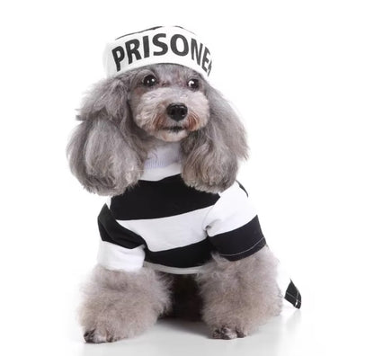 Pet wearing Halloween and Christmas knitted sweaters, featuring festive designs for dogs and cats.