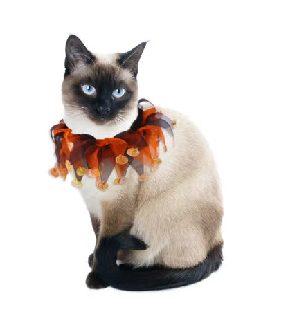 Festive Pet Colored Collar Set – Christmas & Halloween Style - The Pet Paradise