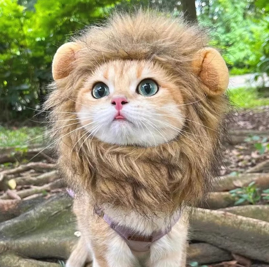 Cat wearing a fluffy lion mane hat, ideal for Halloween or costume parties.