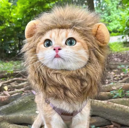 Cat wearing a fluffy lion mane hat, ideal for Halloween or costume parties.