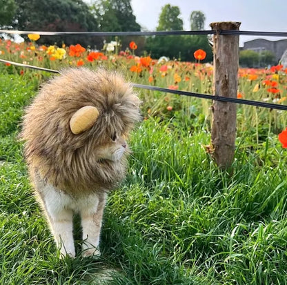 Cat wearing a fluffy lion mane hat, ideal for Halloween or costume parties.