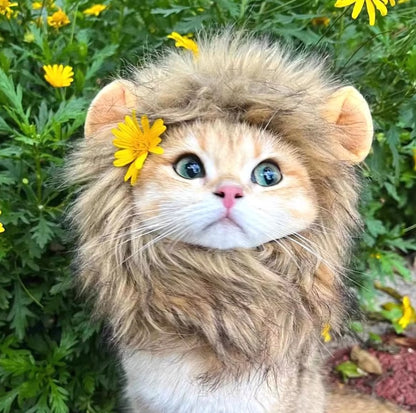 Cat wearing a fluffy lion mane hat, ideal for Halloween or costume parties.