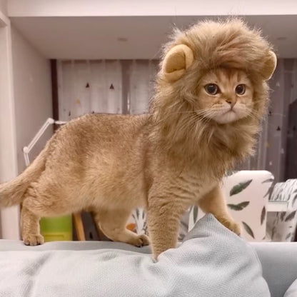 Cat wearing a fluffy lion mane hat, ideal for Halloween or costume parties.