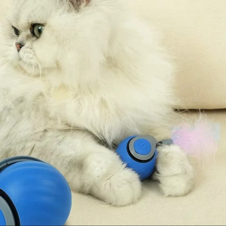 Interactive pet ball beside a fluffy cat, showcasing playtime fun and engagement with toys.