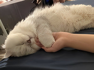 Nos valeurs fondamentales