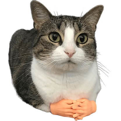 Mini hand finger sleeves massaging a cat with soft silicone gloves.